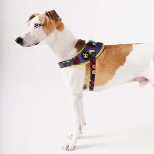 สายรัดอกสัตว์เลี้ยง Farm Rio Samba Flyharness แบบมีหูจับ ดีไซน์เรียบหรู สามารถปรับแต่งได้ มีขนาดเล็ก กลาง ใหญ่ XL XS ผลิตจากโพลีเอสเตอร์เนื้อแน่น - Product Image 2