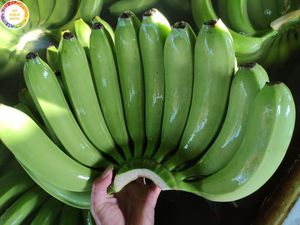 Plátanos Frescos Cavendish G9 al Mejor Precio para Mayoristas en Arabia Saudita, Fruta Tropical de Plantación de Vietnam por 99 Gold Data - Product Image 4