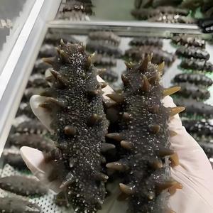 Pepino de Mar Negro Congelado al Vacío de Alta Calidad, Sin Grasas Trans, para Exportación al por Mayor desde China, con Cuatro Lados, para Reforzar el Sistema Inmunitario - Product Image 3