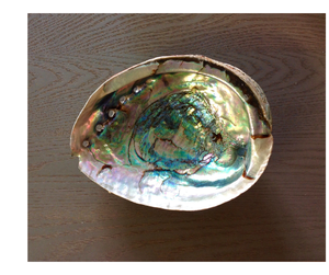 Top-Grade <b>Abalone</b> <b>Shells</b> for Crafts for Decoration- Ready for Export from Vietnam Suppliers with Competitive Bulk Offers - Product Image 1