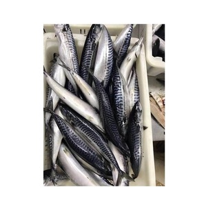 Pescado Congelado: Caballa del Pacífico - Suministro al por Mayor de Caballa del Pacífico - Product Image 3