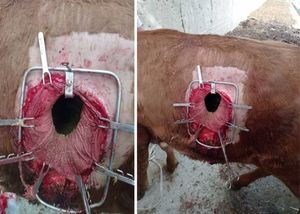 ชุดเครื่องมือผ่าตัด Rumenotomy นำมาใช้ใหม่และคุณภาพสูงเครื่องมือผ่าตัดสัตวแพทย์ชุดผ่าตัดผ่าตัดผ่าตัดผ่าตัด - Product Image 2