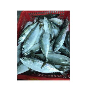 ปลาแมคเคอเรลแช่แข็งปลาดุก - Product Image 6