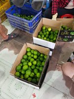Citron frais de haute qualité citron vert frais toutes les tailles prix pas cher du Vietnam | Prenons une promotion sur la saison des soldes.
