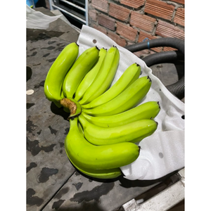 Banane fraîche à bas prix-Vietnam Fresh Green Cavendish Banana - Top Produit Fruits et légumes frais du Vietnam - Product Image 5