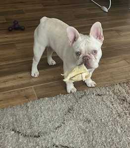 Rouleaux de joues de bœuf de buffle Tous les aliments naturels à mâcher pour chiens - Product Image 4