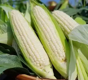 Agricultural Product Bulk Grain White Dry Corn Kernal Dried Maize Dry White Corn with Competitive Price - Product Image 2