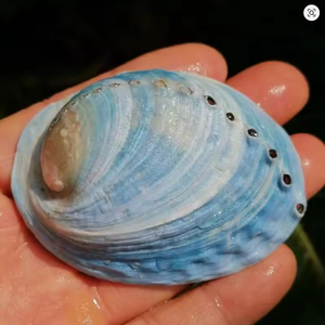 Adornos decorativos de abulón de concha Natural, Kit de manchas, cuencos, caracola, soporte para manchas, decoración para Kit de manchas a granel - Product Image 4