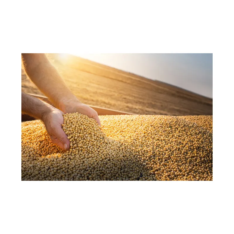 Vacuum Package NON-GMO Soybean Available for Cheap Price Dried Yellow Soybean