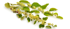Feuilles de Sidr séchées biologiques entières, soin de la peau à base de plantes, 100% naturelles et pures, qualité supérieure - Product Image 4