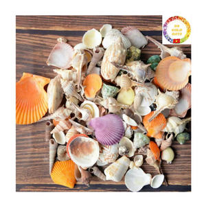 Surtido de conchas marinas naturales mezcladas con estrella de mar y nácar, ideal para manualidades de Acuario y decoración de playa - Product Image 2