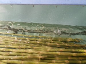 อ้อยแช่แข็งแบบปอกเปลือกผลิตภัณฑ์ใหม่ส่งออกอ้อยแช่แข็งจากเวียดนาม - Product Image 4