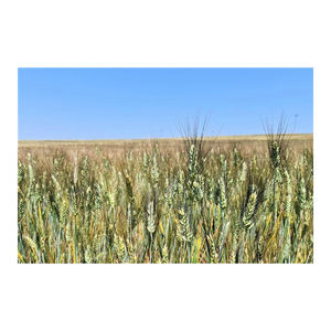 Grano de trigo integral orgánico de la mejor calidad disponible a la venta a precio barato grano de trigo integral orgánico al por mayor - Product Image 1