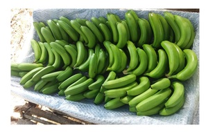 Banane Cavendish verte fraîche de qualité supérieure de haute qualité meilleur fruit populaire du Vietnam en gros - Product Image 4