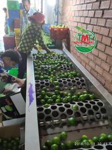 <b>Fresh</b> and Natural green seedless lime from Viet Nam for export from 99 Gold Data - Product Image 2