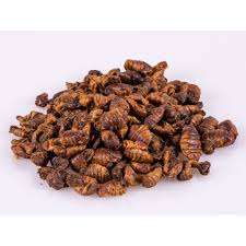 PUPAE DE SILERA SECA ALTA PROTEÍNA | CALIDAD ALIMENTARIA PARA CONSUMO HUMANO - Product Image 2