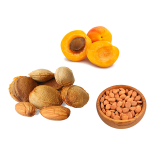 <b>Apricot</b> <b>Kernel</b> | Herbal-Grade Product for Export Oil Buyers - Product Image 2