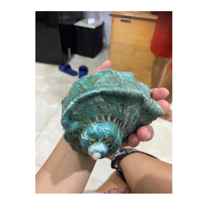 Hermosa Concha blanca y verde para decoración de interiores y regalos del exportador de datos de oro 99 del proveedor de Vietnam - Product Image 3