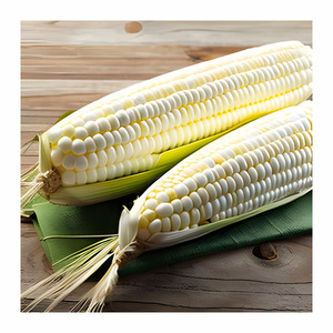 Maïs blanc NON OGM Maïs blanc de qualité supérieure pour l'alimentation des animaux Maïs blanc .. - Product Image 1
