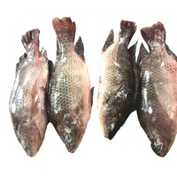 Poisson tilapia congelé de taille A1 de haute qualité de la ville de Makassar au sud de Sulawesi en Indonésie-fruits de mer conservés au sel entier dans des boîtes en vrac