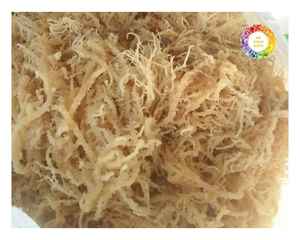 สาหร่ายคอตตอนชนิด Eucheuma เวียดนามสาหร่ายธรรมชาติคุณภาพสูงสำหรับใช้ในอุตสาหกรรมและใช้งานเกรดอาหาร - Product Image 6