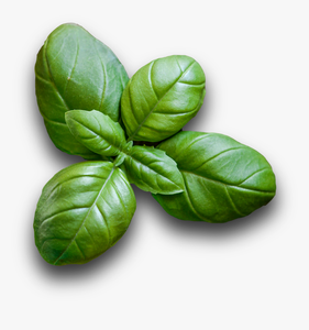 Huile de basilic | Huile organique Ocimum basilicum | Huile de basilic doux-Huile essentielle distillée à la vapeur de meilleure qualité-Pure et naturelle - Product Image 3