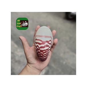 NAUTILUS CONCHA DE MAR ARTESANÍA AL POR MAYOR CONCHA DECORATIVA NATURAL ACENTOS ÚNICOS PARA EL HOGAR ACCESORIO PARA JOYERÍA Y ARTE VIETNAM - Product Image 4