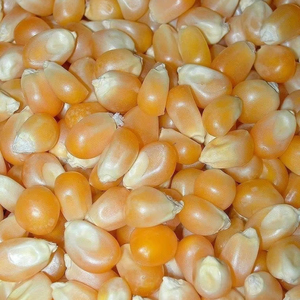 Fresh Yellow Maize <b>Grain</b> for Human Consumption & Animal Feed - Product Image 1