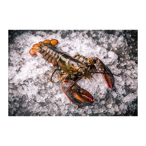 Prix réduit Homard entier cru canadien UHP préparé pour les commandes en gros - Product Image 3