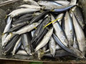ปลาแมคเคอเรลแช่แข็ง P1131 น้ำหนักสุทธิ:9.5 กก. ผู้ผลิตปลาแมคเคอเรล แช่แข็งบนบก ปลาแมคเคอเรล 70-80 ตัว - Product Image 2