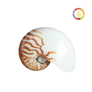 Carcasa de Nautilus pulida de alta calidad | Carcasa decorativa natural para decoración costera de lujo para el hogar - Product Image 3
