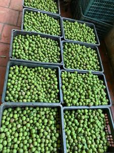 Fournisseur en gros de dracontomelon entier congelé prune d'indochine de haute qualité - Product Image 4