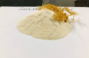 Bulk Export High Quality Irish <b>Moss</b> Powder 100% Natural with Competitive Price - Product Image 3