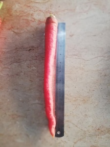 Graines de carotte Maharani 99% de pureté 85% de germination Origine Pakistan - Product Image 4