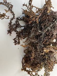 สาหร่ายทะเลแห้งรสเผ็ดคุณภาพสูง แอนนา - Product Image 6