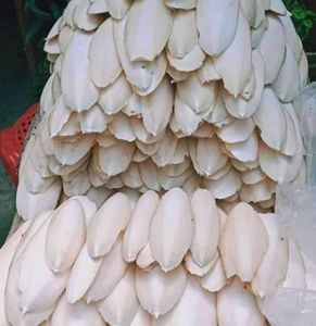 Prix d'usine Os de seiche séché de qualité supérieure sans nicotine sans sucre pour la supplémentation - Product Image 6