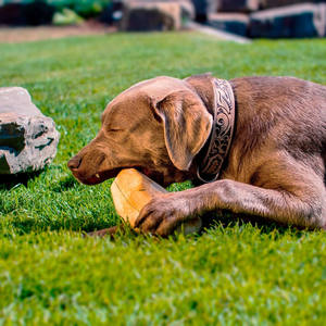 Bâton à mâcher pour chien en bois de café Gorilla 100% naturel et sans éclats Durable Intérieur Petite/Moyenne taille Fabriqué au Vietnam Hoang Linh SG - Product Image 1