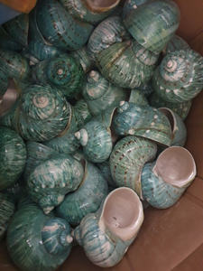 Wholesale Natural Green Conch Shells <b>for</b> <b>Sale</b> - Product Image 6