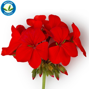 Superbe qualité 100% huile essentielle de géranium pure et naturelle vente chaude préférée des acheteurs mondiaux - Product Image 1