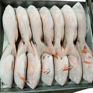 Pescado Pargo Rojo Congelado IQF de Vietnam, Venta al por Mayor a Granel, Proveedor de Pescado Marino Entero de Alta Calidad - Product Image 3