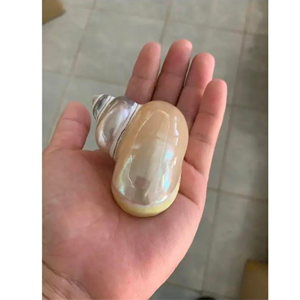 Coquille de coquillage au meilleur prix pour décoration avec couleur naturelle artisanat vietnamien 99GD - Product Image 1