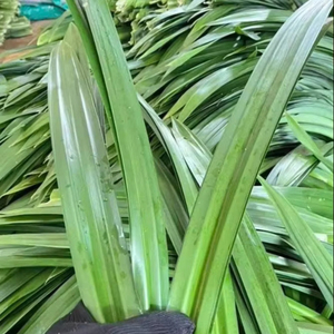 ใบเตยแห้งจากเวียดนามเหมาะสำหรับการอบขนมหวานและชาสมุนไพร - Product Image 1