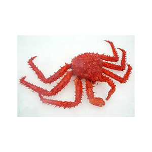 Crabe royal chilien entier surgelé, directement de l'usine, proposé à prix réduit pour l'approvisionnement en gros - Product Image 1