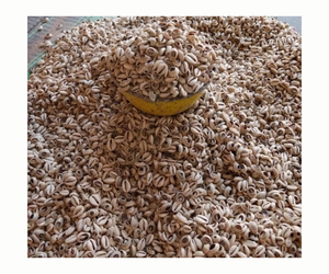 เปลือกหอยทะเลธรรมชาติตกแต่งบ้านหรือสารพัน - Product Image 4