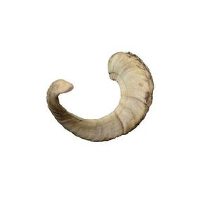 Décor de table utiliser Shofar corne fait à la main fabriqué à la main véritable corne de mouton 100% fait à la main meilleure qualité corne de mouton Table de fête ont été utilisés - Product Image 2