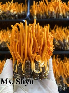 ผ้าคอร์ดิเซปแห้งแบบทหารปลอดสาร100% ธรรมชาติบริสุทธิ์ที่มีมูลค่าสูงสุด-Ms. shyn - Product Image 3