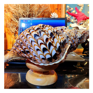 Concha grande de trompeta de Reina: concha de trompeta vietnamita, perfecta para decoración llamativa del hogar y grapas de exhibición populares - Product Image 1