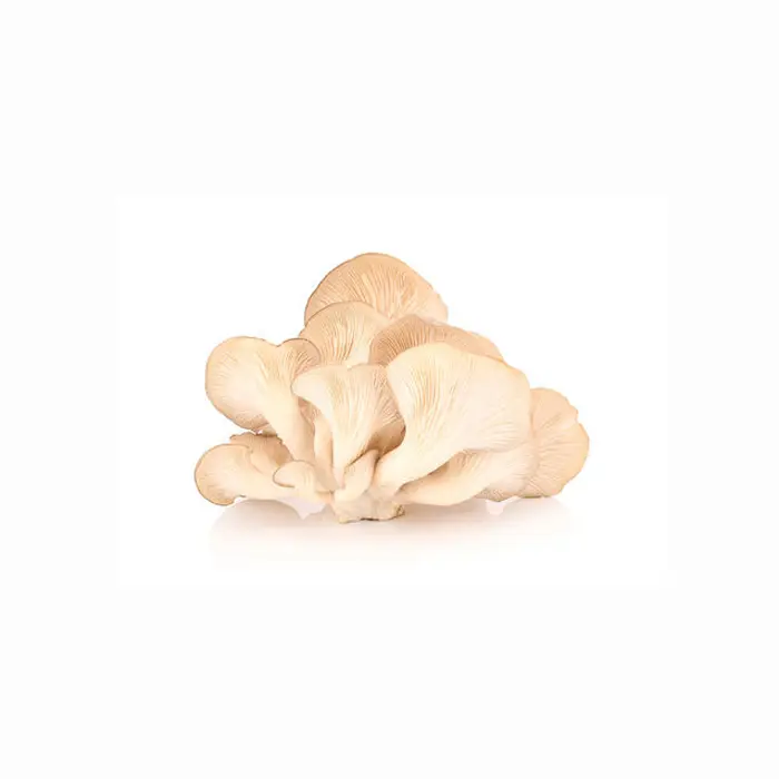 500g Fruit and vegetable snacks dried mushroom mushrooms Factory Direct Sale Healthy Fresh Dried Oyster Mushroom Native Product