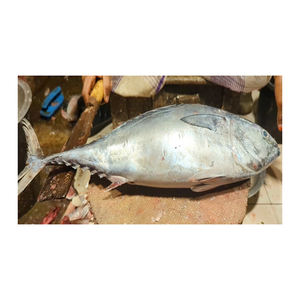 Atún amarillo congelado de calidad de exportación, procedente de fuentes para la venta al por mayor. - Product Image 1