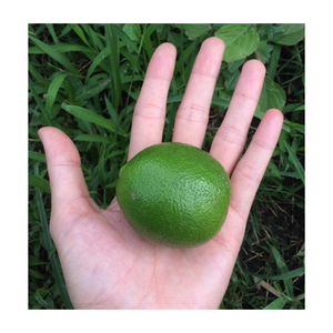 Lima fresca sin semillas de origen vietnamita, limón verde jugoso para procesamiento de alimentos, cocina, decapado, bebida, uso al por mayor - Product Image 6